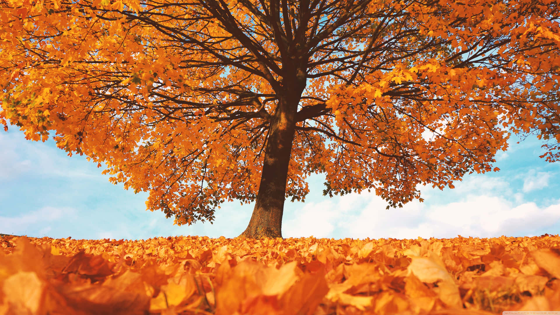 4k Fall Wallpaper