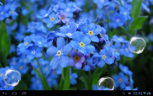 Forget Me Not Live Wallpaper For Android