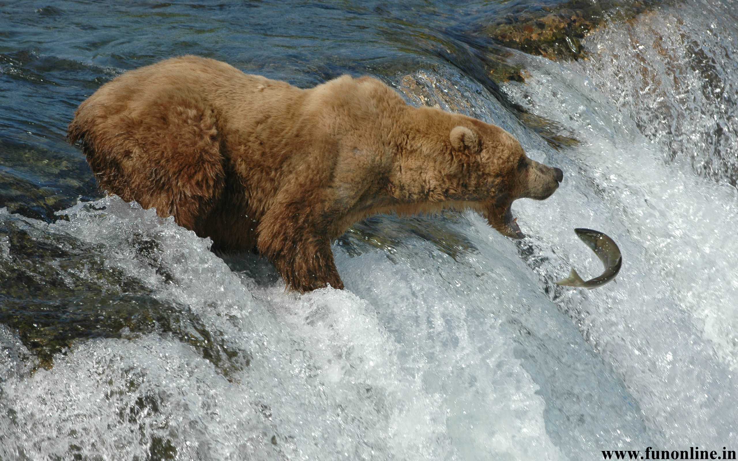 Brown Bear Wallpaper Gigantic Bears HD