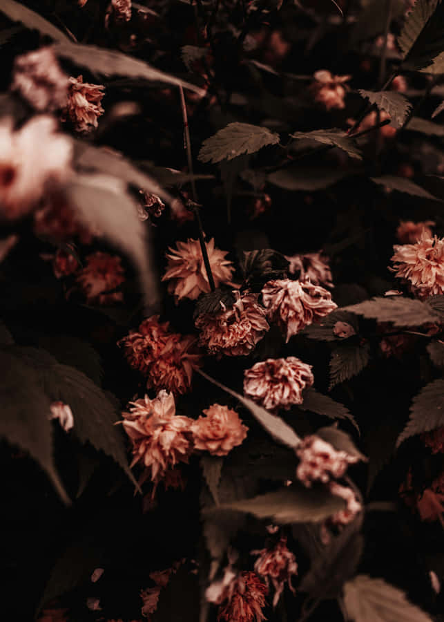 Dark Christmas Aesthetic Wallpaper