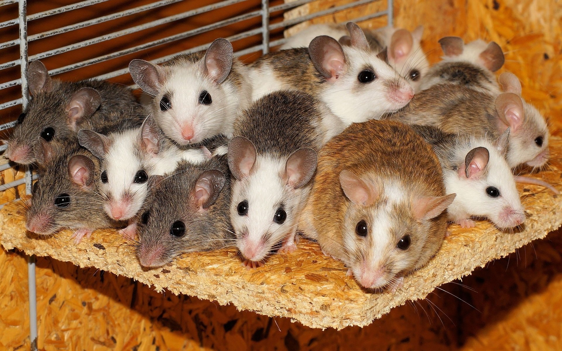 A Family Of Mice Together For Security HD Wallpaper Background