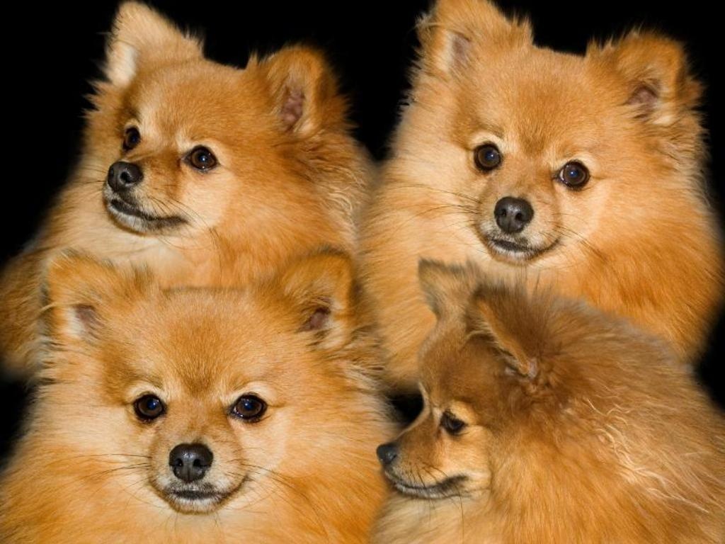 Pics Photos Pomeranian Puppies Pictures Background