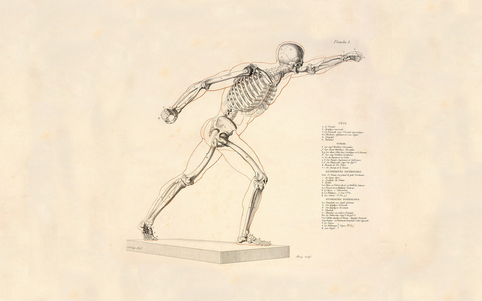 49+] Anatomy Wallpapers - WallpaperSafari
