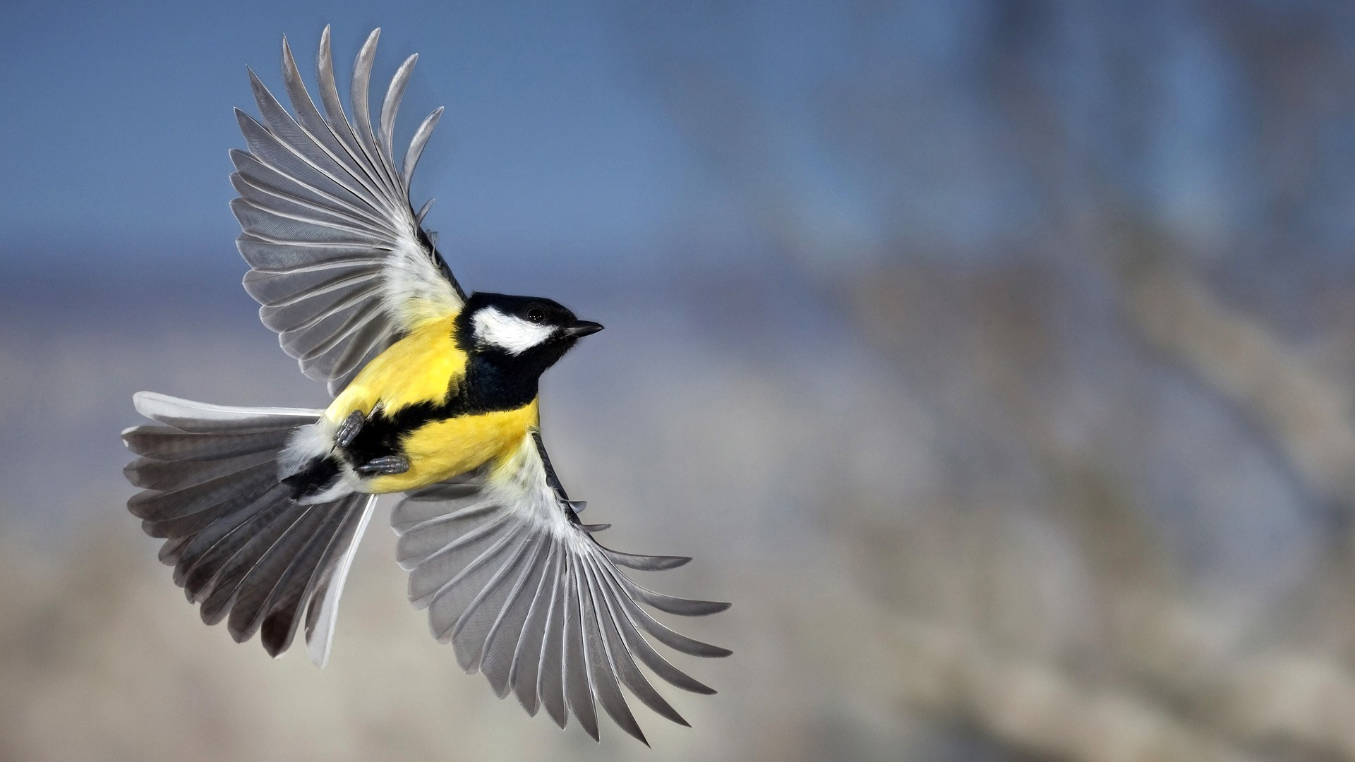 Bird Flying Wallpaper