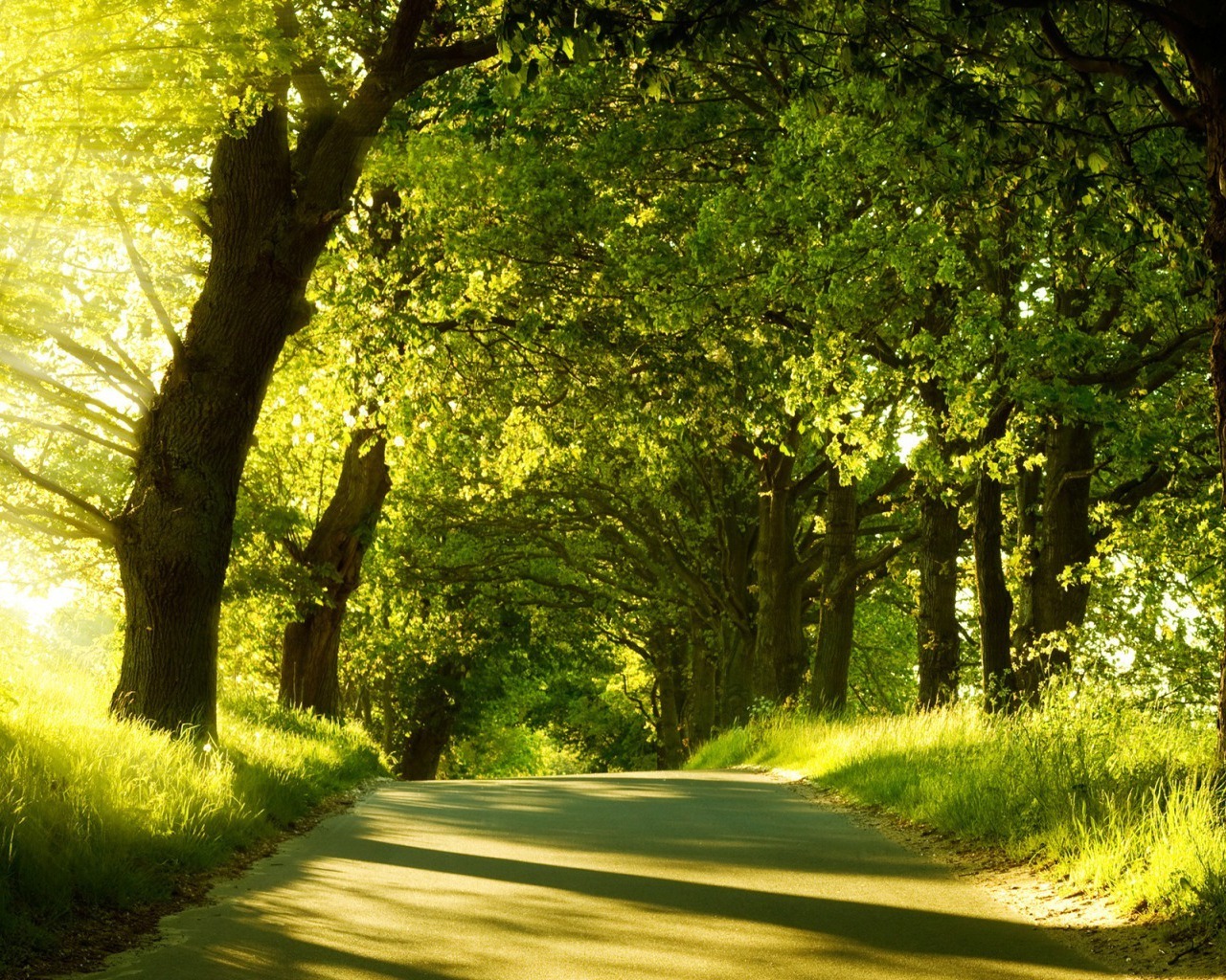 Green Forest Wallpaper