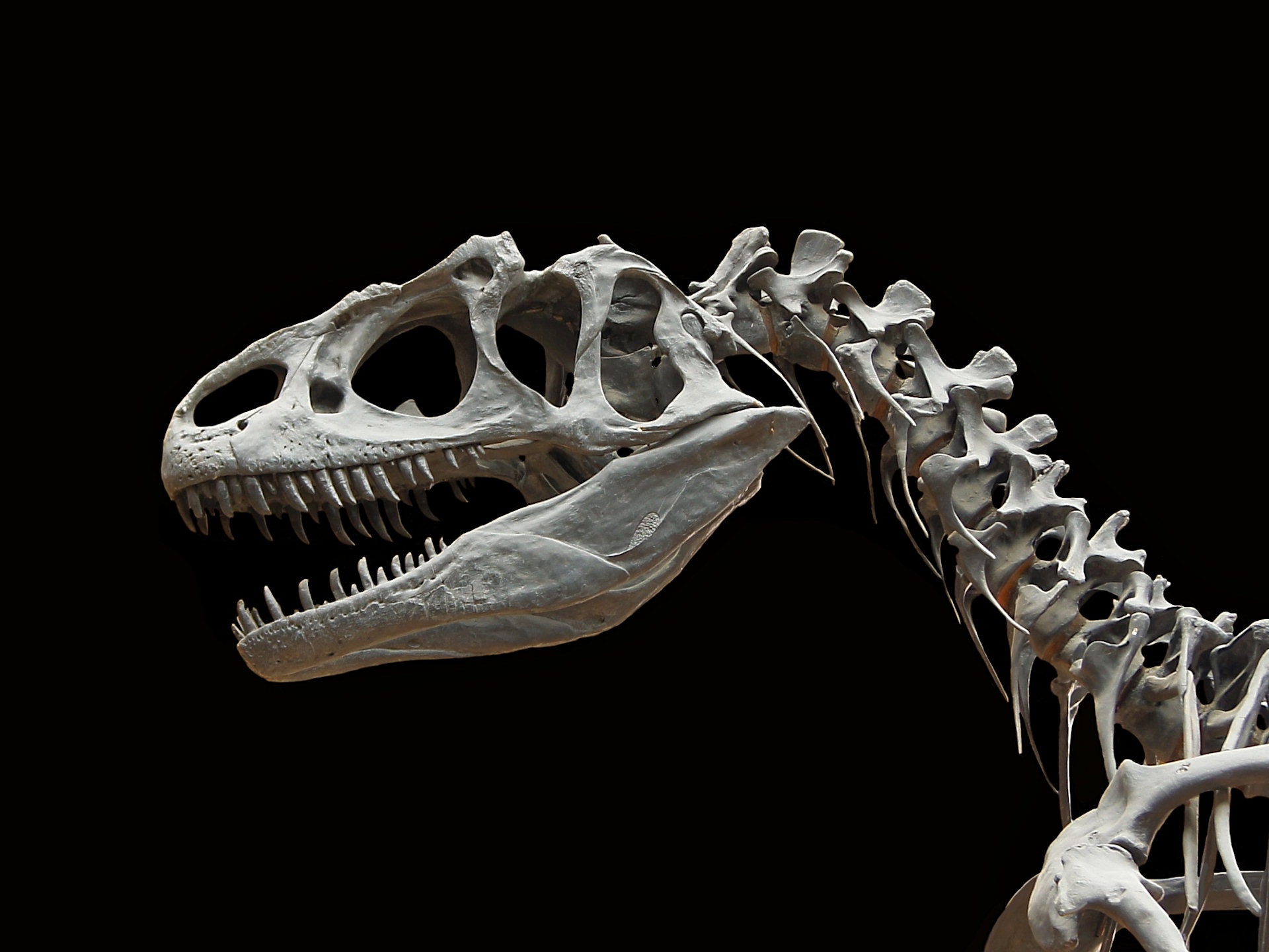 Allosaurus Skeleton Wallpaper Is Perfect For All Of You