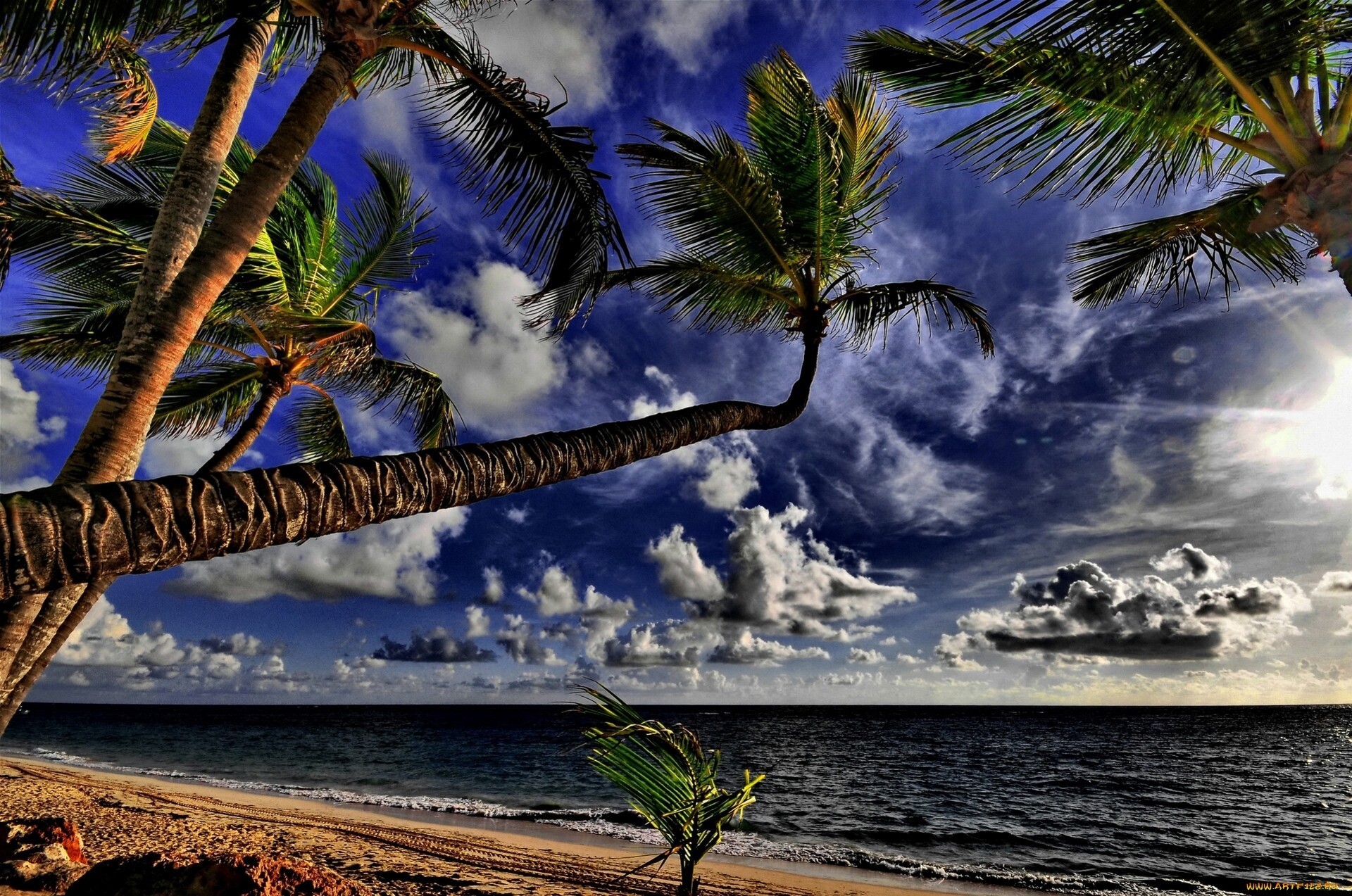Palm Tree Desktop Wallpaper