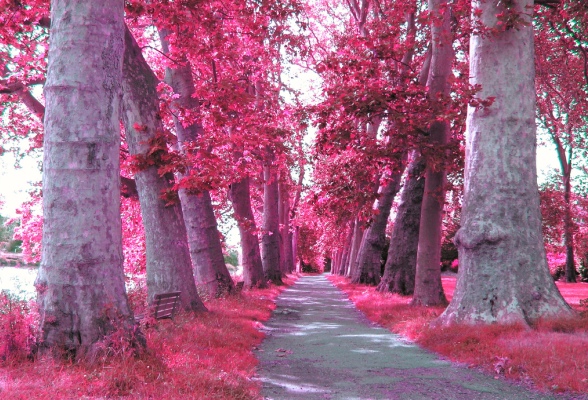 Pink Color Image Trees Wallpaper And Background Photos