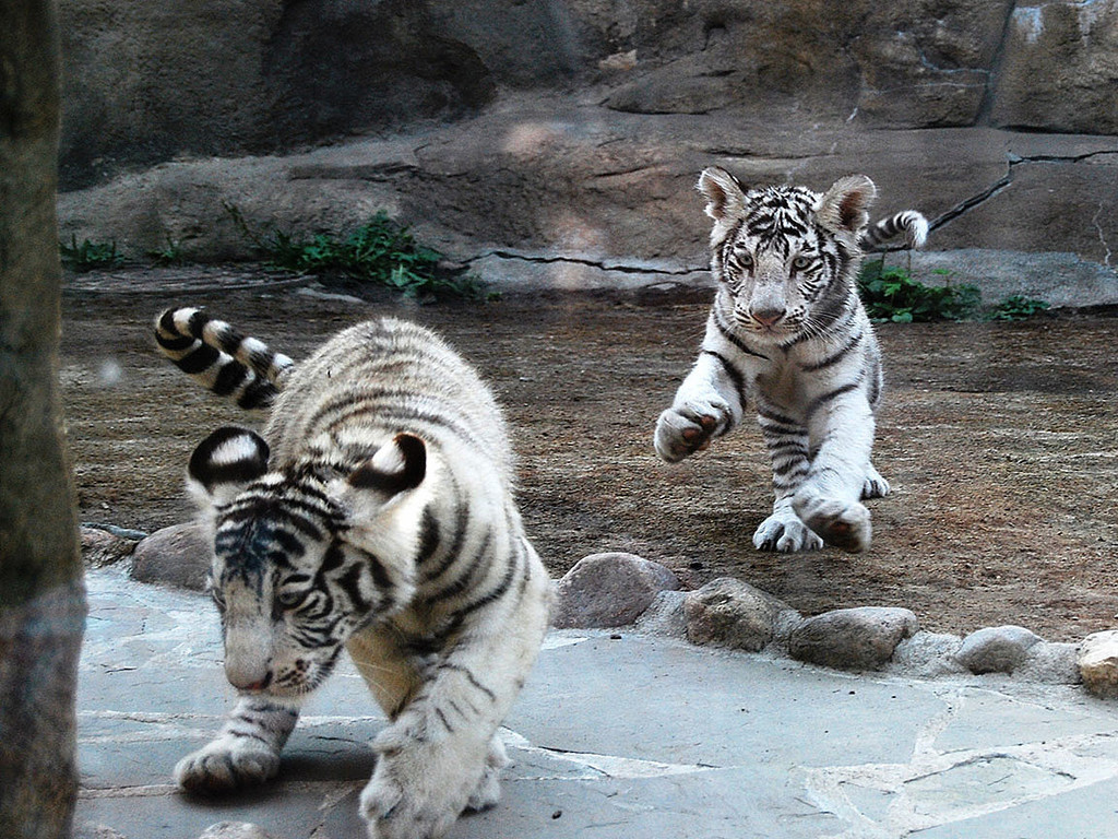 Picture White tiger cubs pictures wallpaper download screensaver on 1024x768