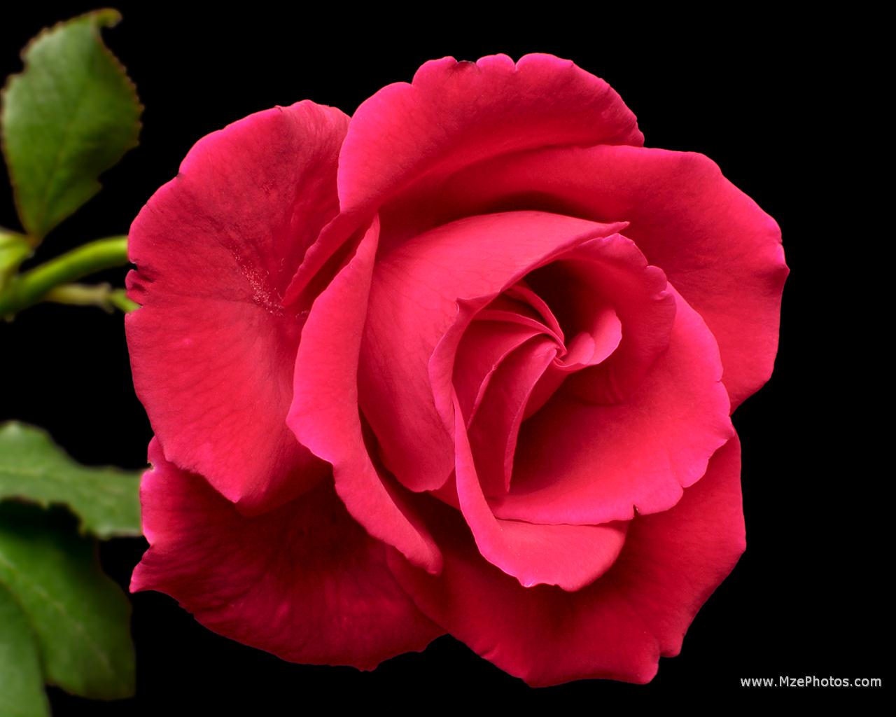 Wallpaper Collection Rose