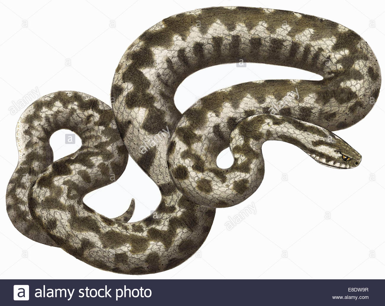 Adder Vipera Berus Snake On White Background Stock Photo