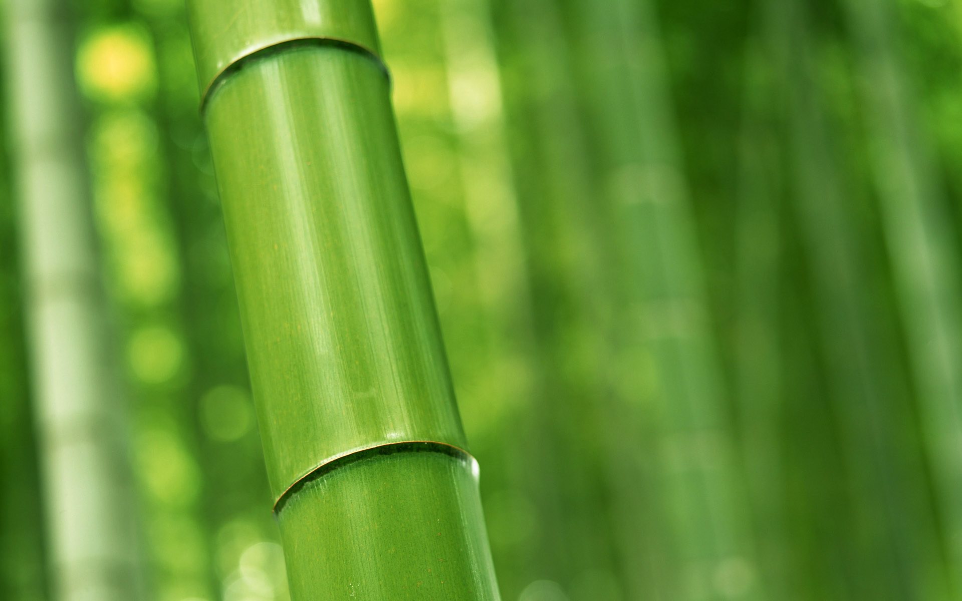 Green Bamboo Wallpaper Jpg