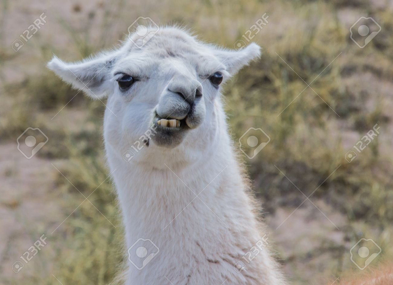 Lama Wallpaper Animal Hq Picture
