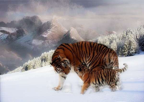 Snow Tigers Wallpaper Desktop