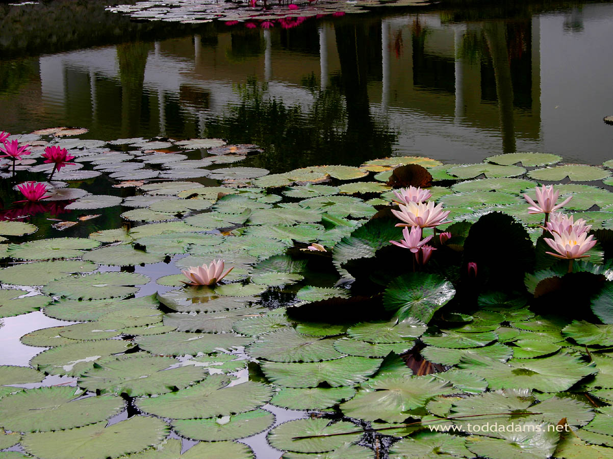 🔥 [22+] Luang Prabang Wallpapers | WallpaperSafari