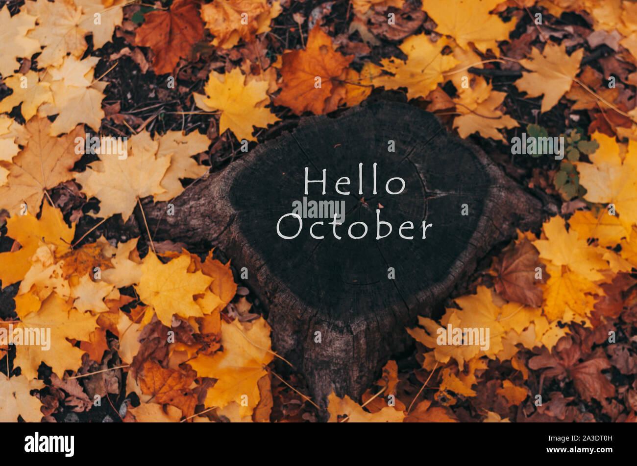 Hello October A natural looking stump and yellow maple leaves in