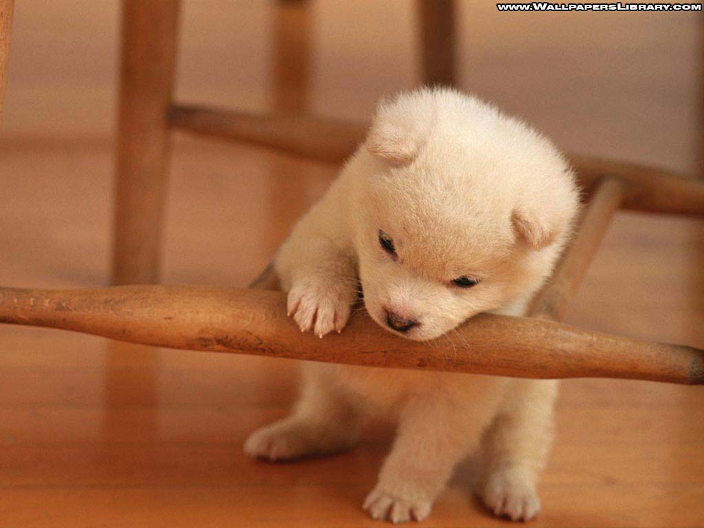 Baby Dog Wallpaper S Directory Photo And Picture