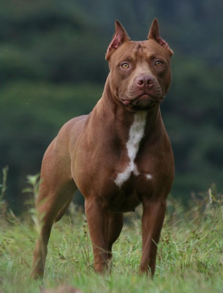 Brown Pit Bull Wallpaper for Phones and Tablets