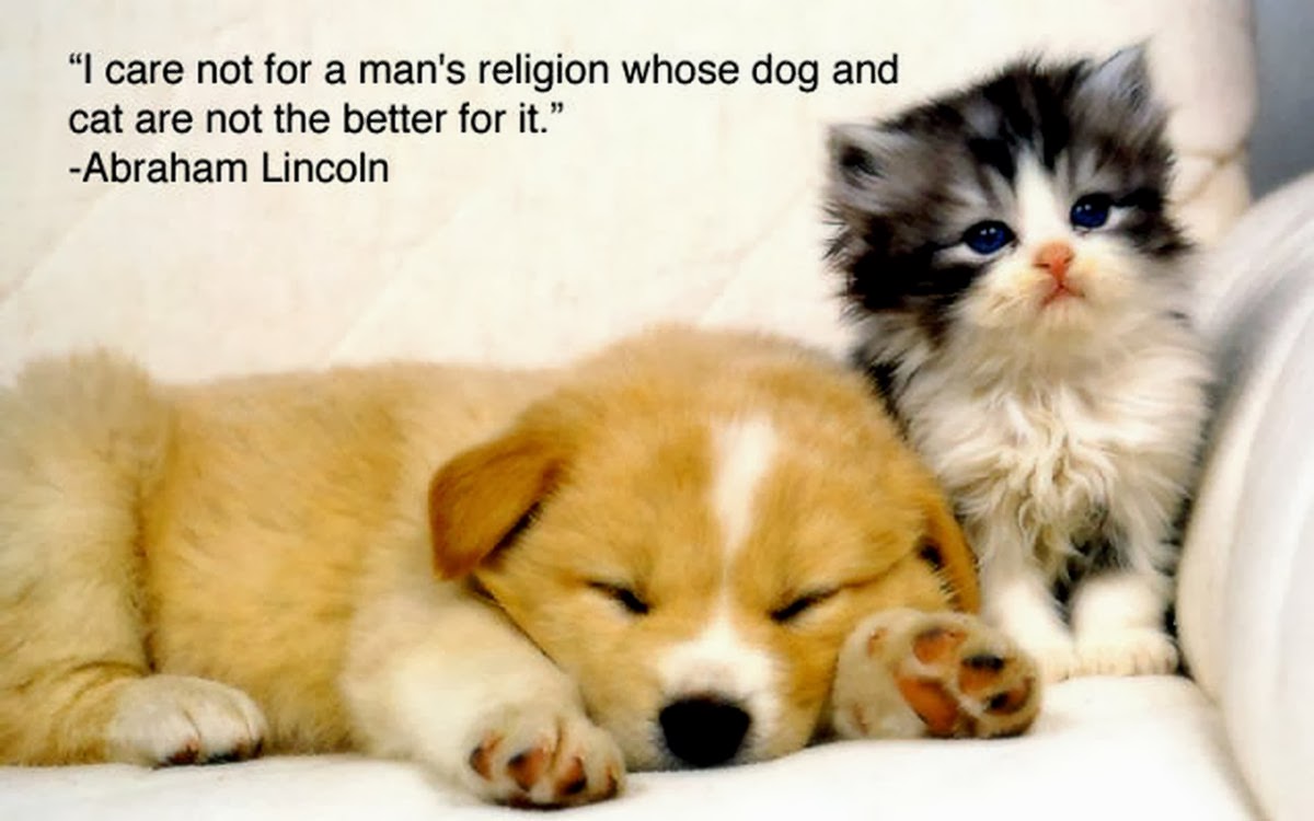 Funny Animals With Sayings Wallpaper Jpg
