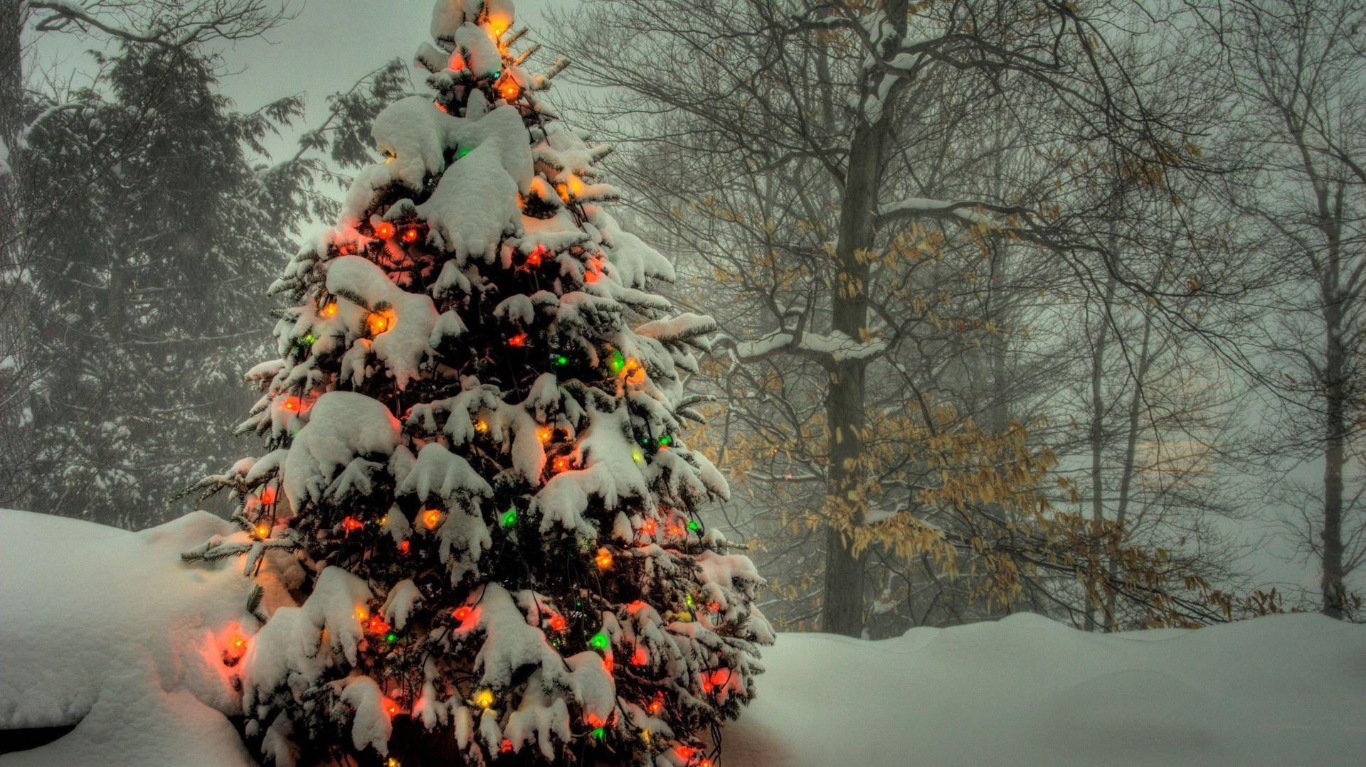 50 Beautiful Christmas tree Wallpapers Outdoor christmas tree