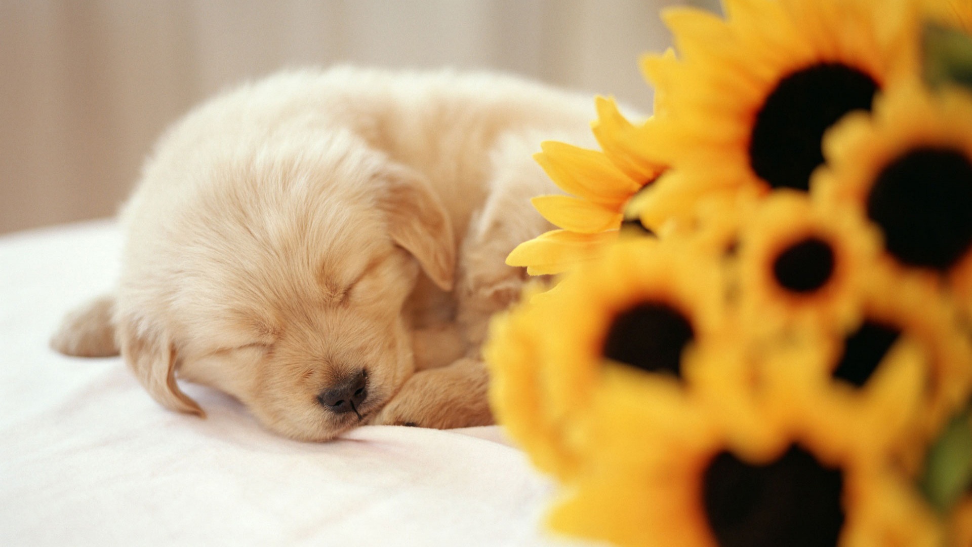 Spring Desktop Background With Puppies HD Wallpaper
