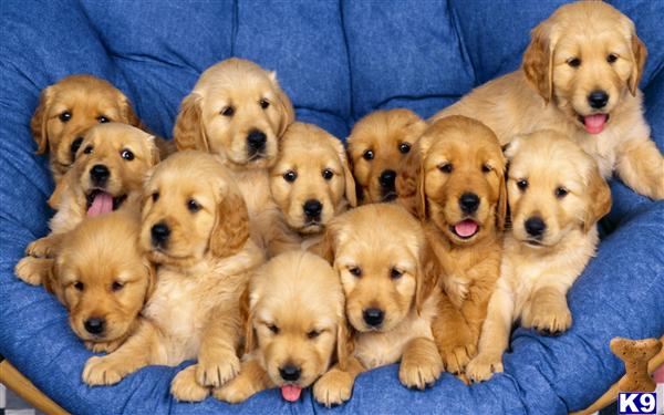 Wallpaper Golden Retriever Puppy Photos