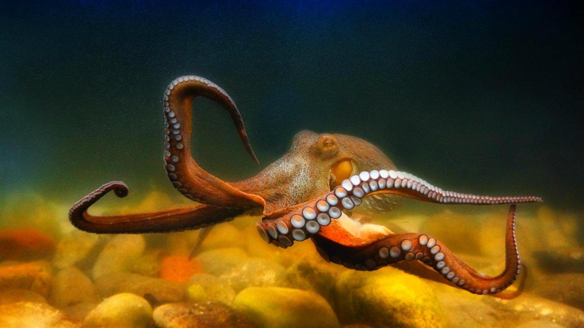 Octopus Sealife Underwater Ocean Sea Wallpaper