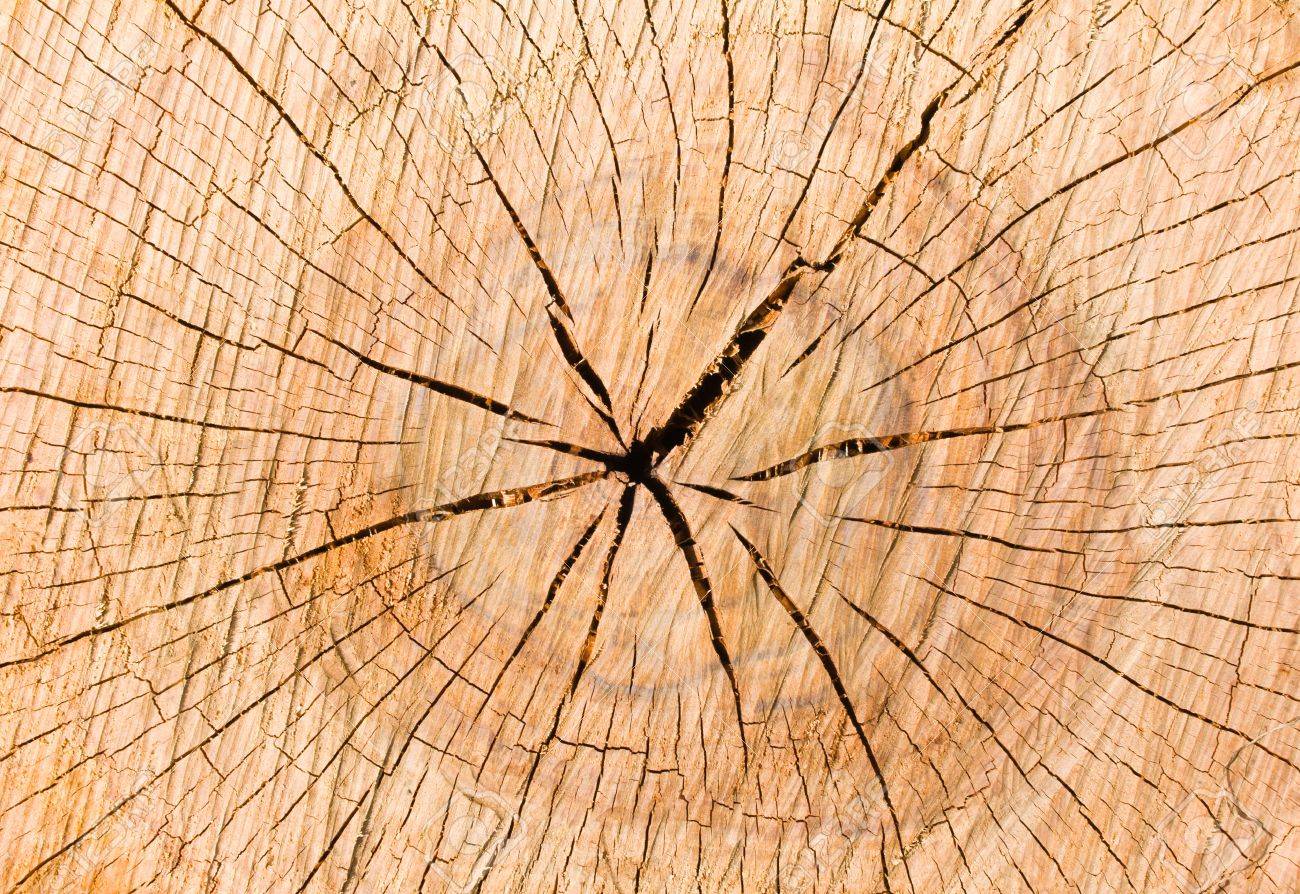 Tree Stump Background Stock Photo Picture And Royalty Image
