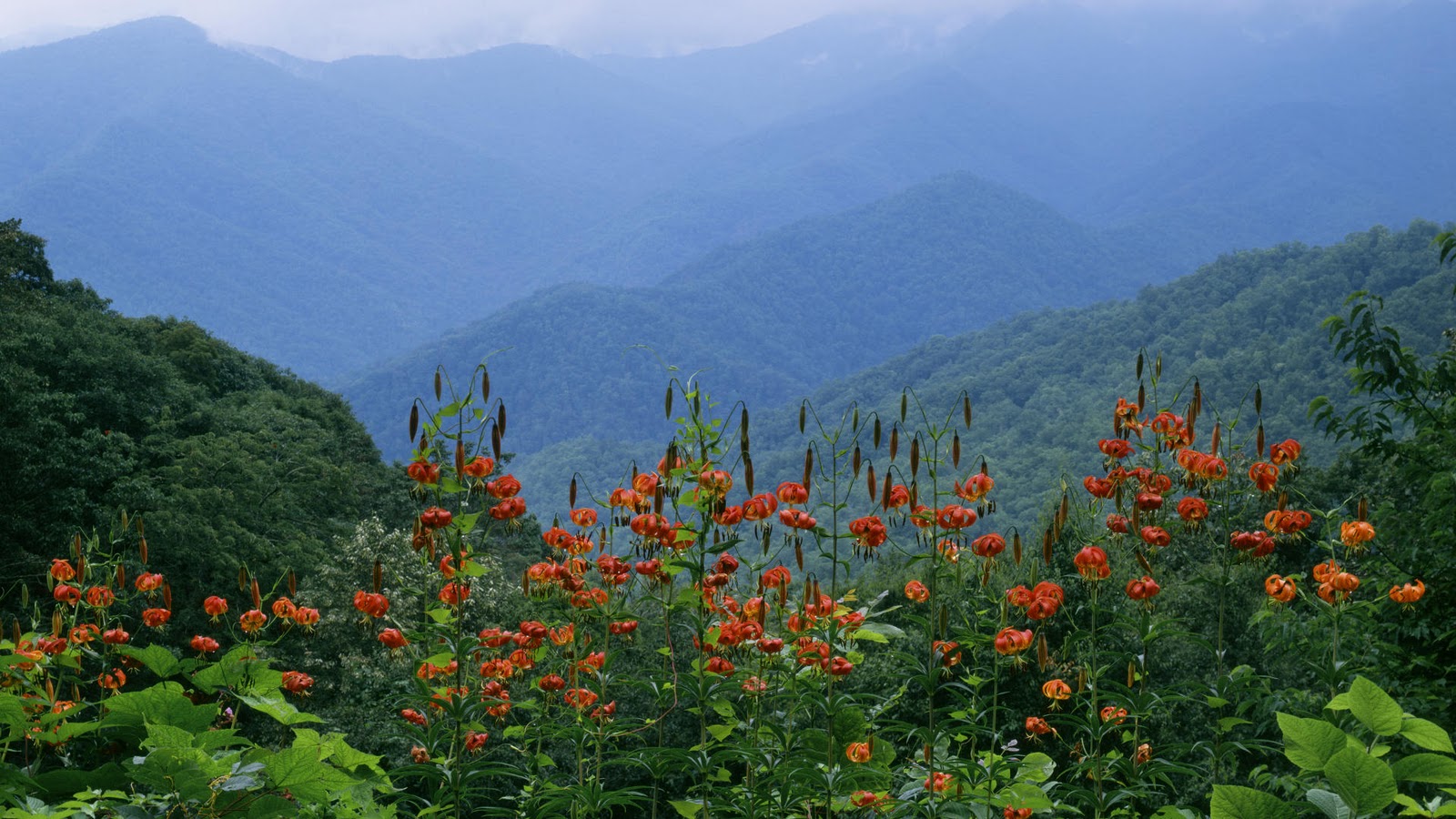 Blue Ridge Parkway Great Smoky Mountains National Park Tennessee Jpg