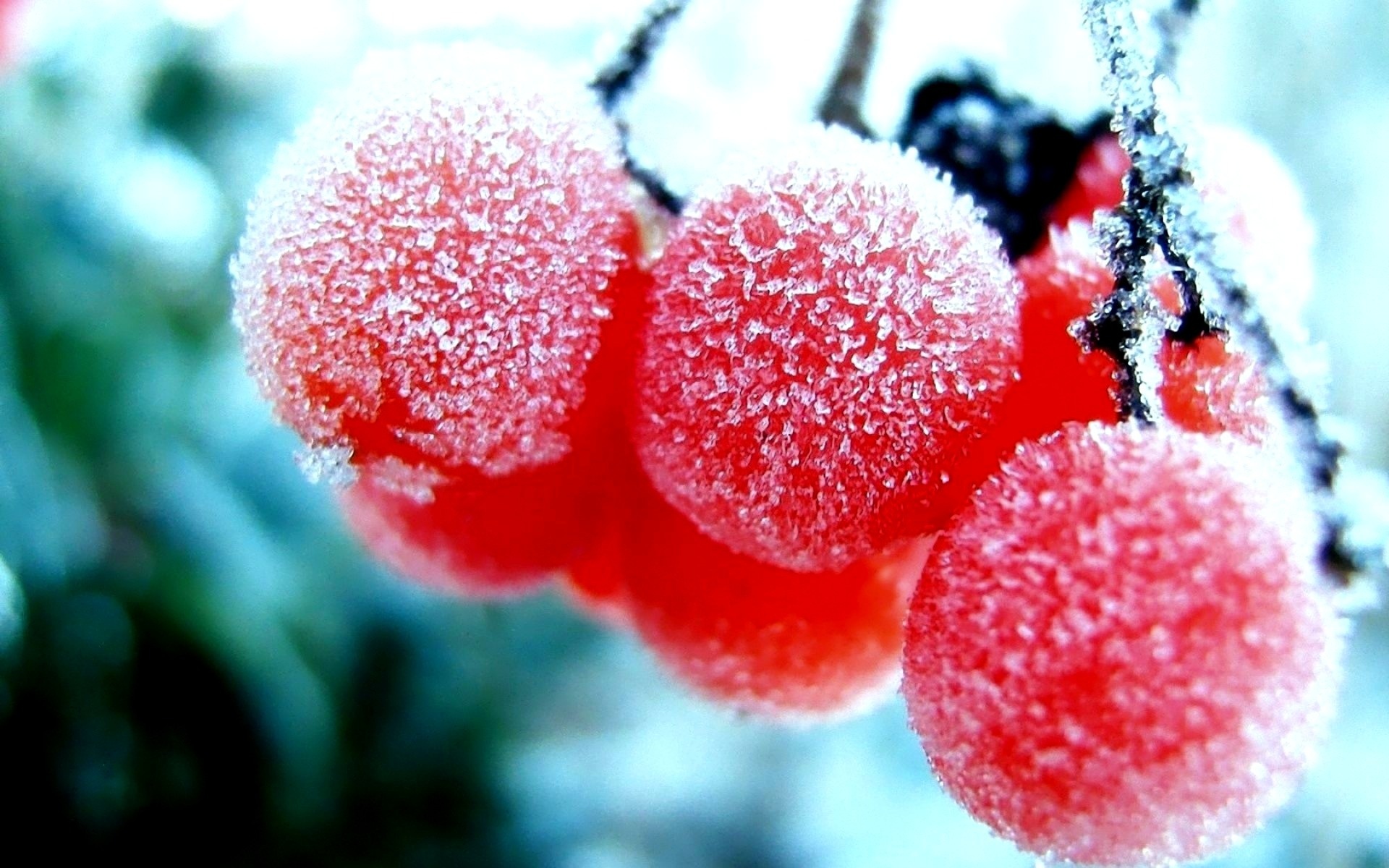 Nature Winter First Snow Red Berries Fruits Rowan Frost