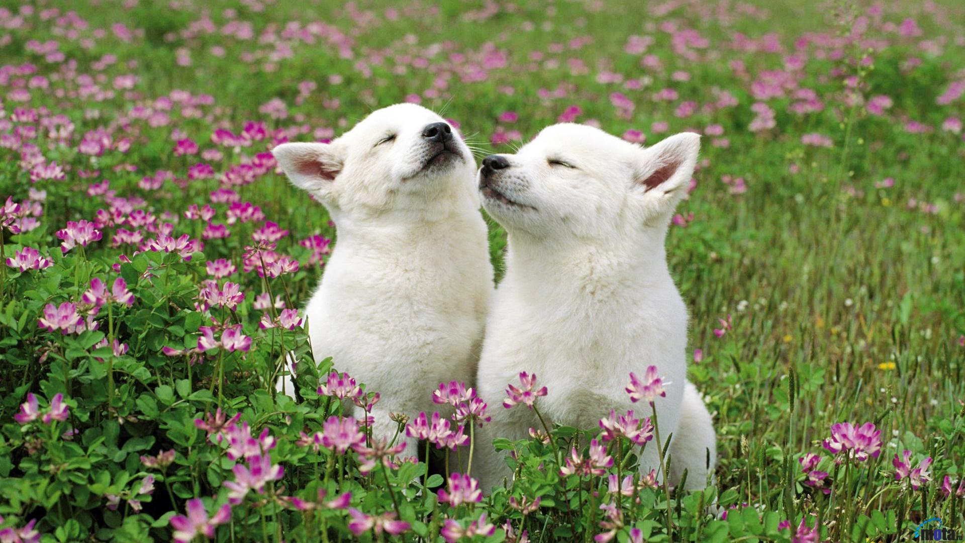 Wallpaper Puppies In Flowers X HDtv 1080p Desktop