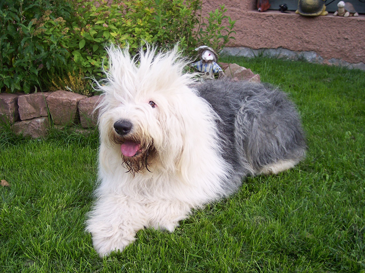 Picture Old English Sheepdog Dogs Grass Animals