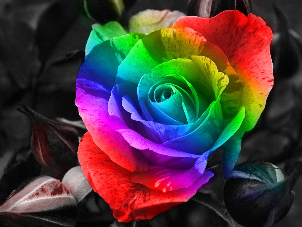 Colorful Rose Wallpaper HD