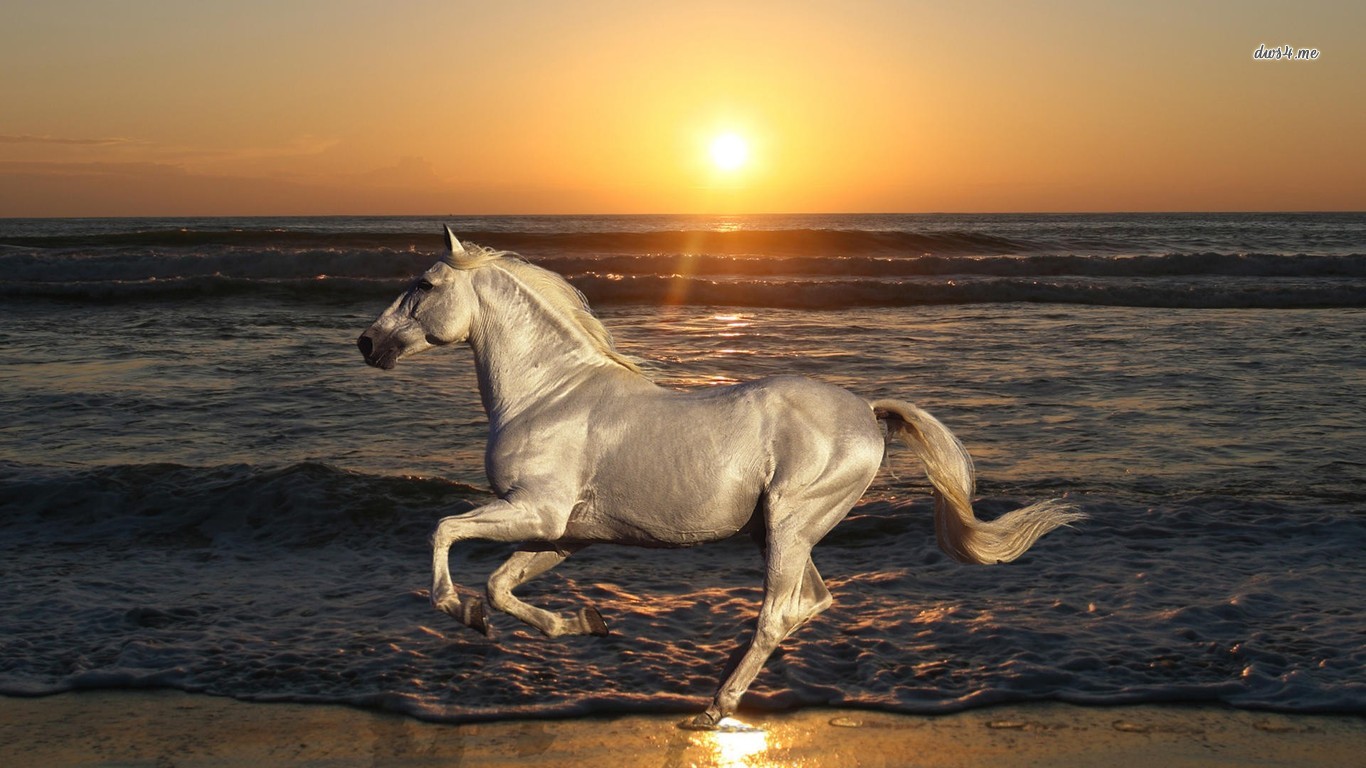 White Horse At The Beach Wallpaper Animal