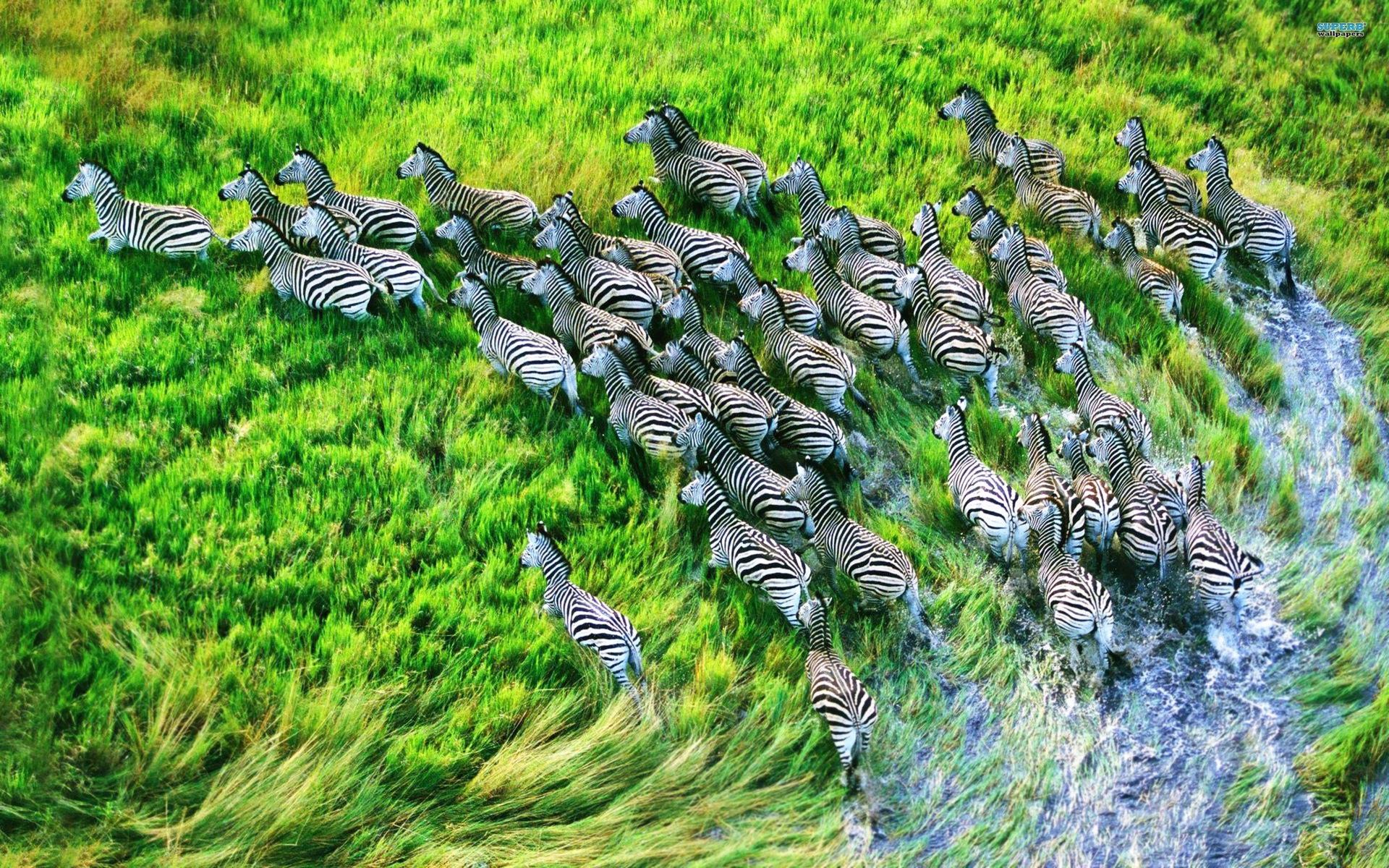 Zebras Animals Africa Landscapes Wildlife Grass Water Wet