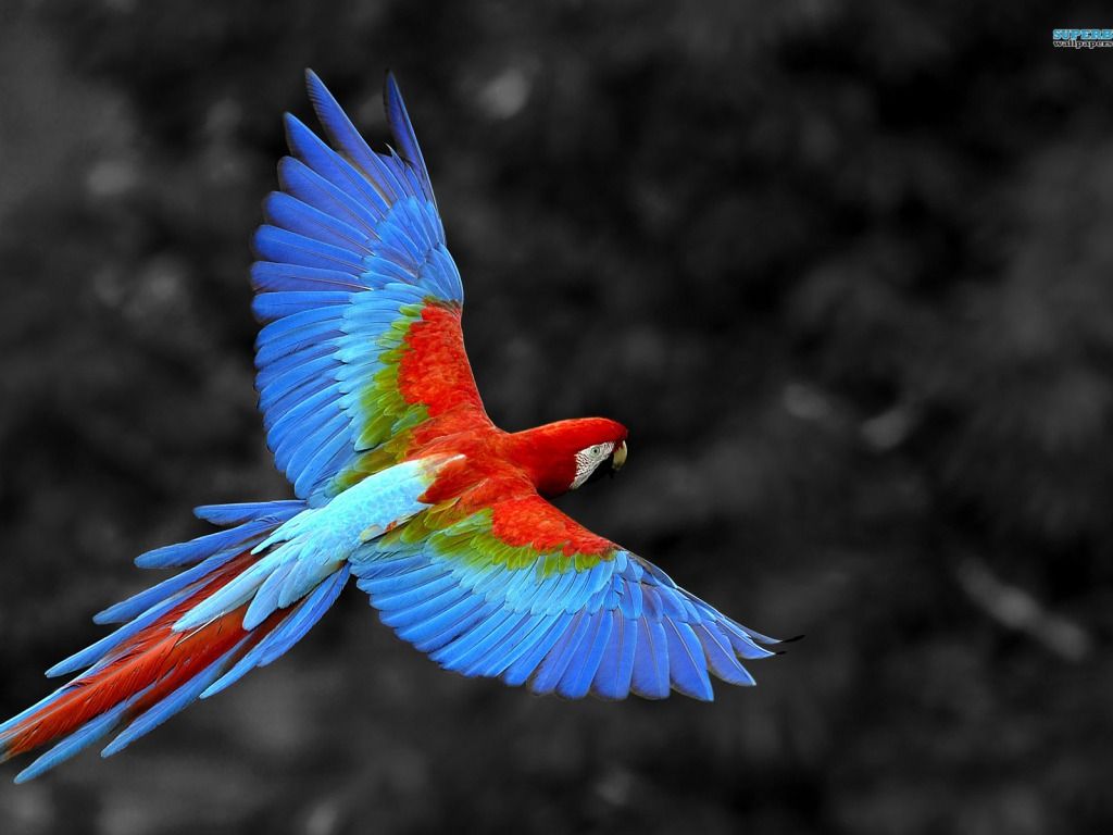 Most Beautiful Parrot Pictures HD Wallpaper Image