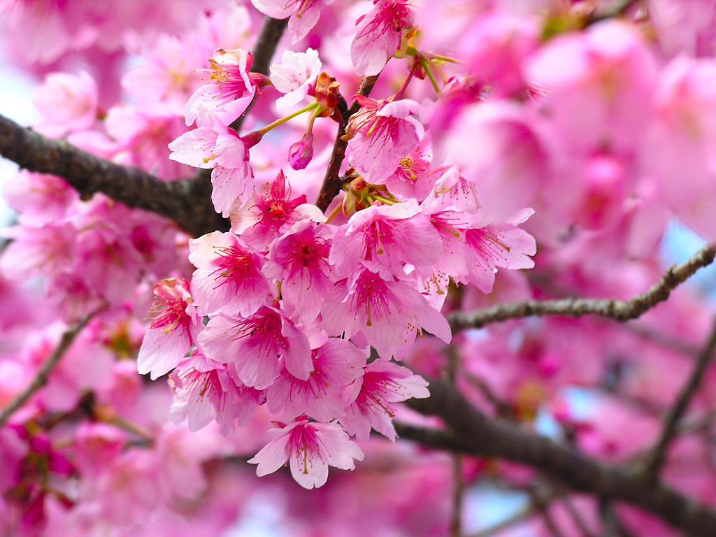 Cherry Blossom Wallpaper Desktop Cherries
