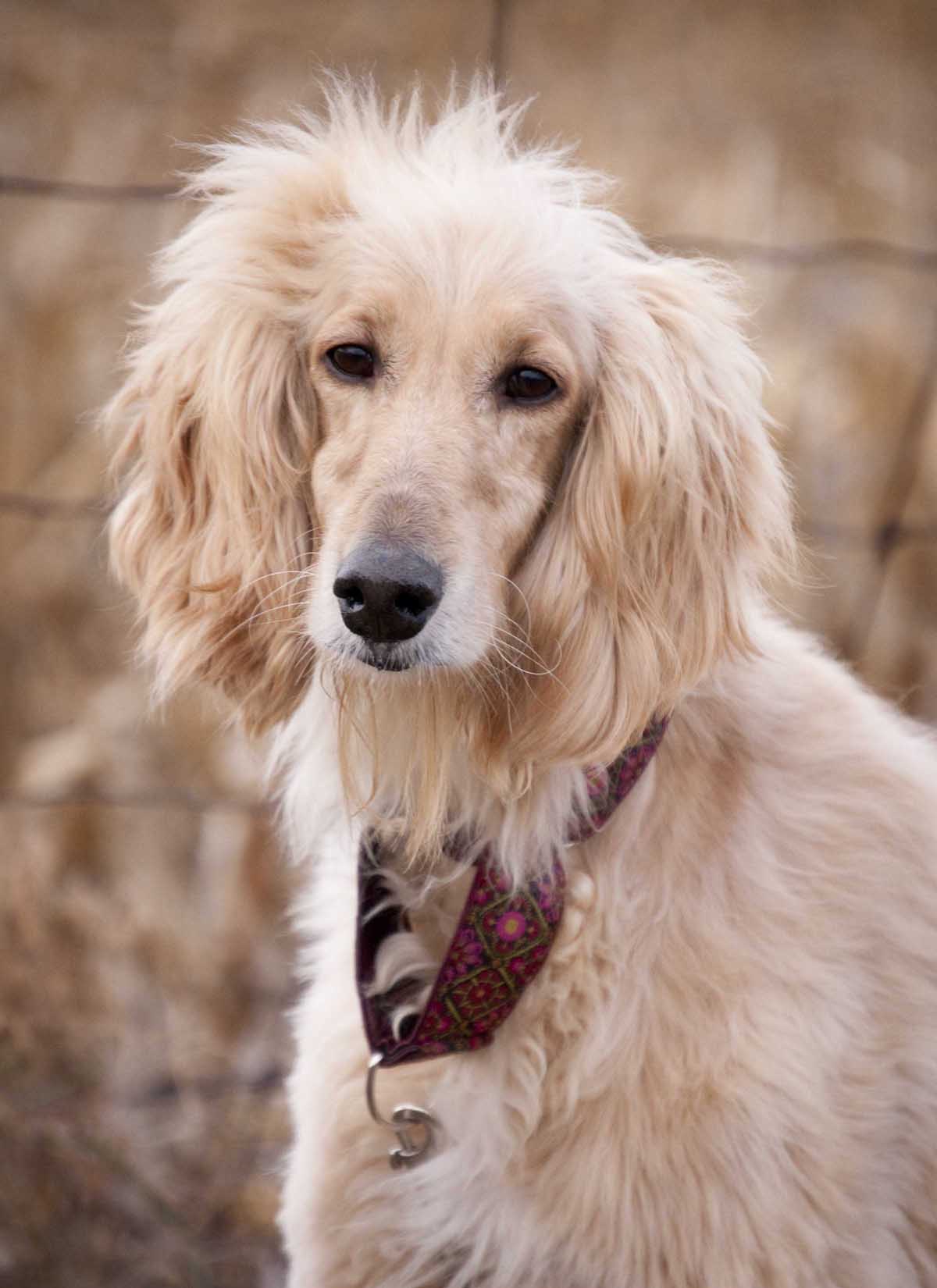Afghan Hound With Ethnic Collar Photo And Wallpaper Beautiful