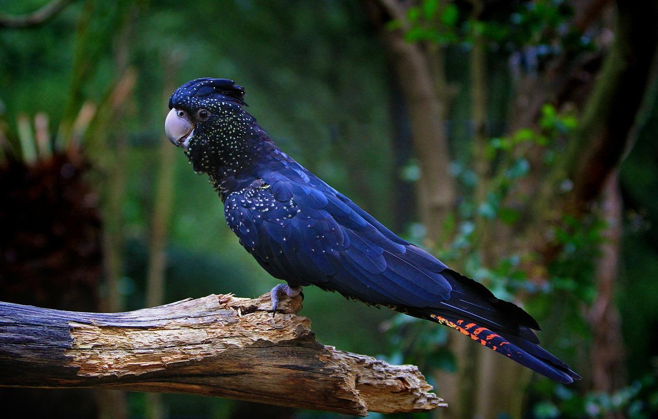 Cockatoo Modern 4k Ultra HD Wallpaper Bsnscb