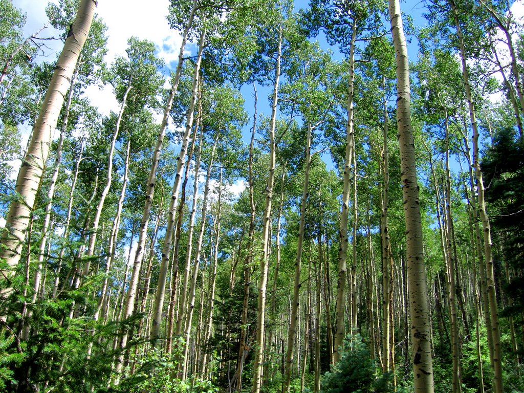 Aspen Trees At Philmont Mapio Net
