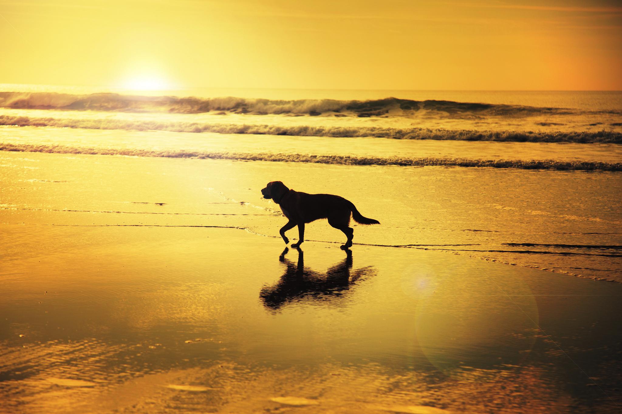 HD Desktop Wallpaper Dogs Sunset Beach Horizon Reflection
