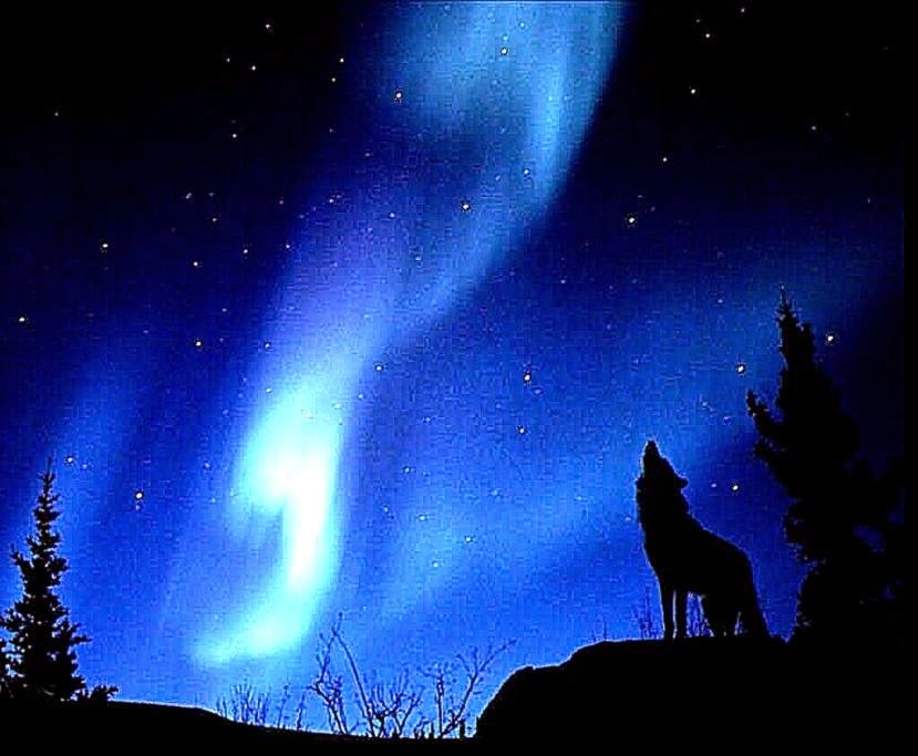 Wolves Howling at The Moon Evening Howl Wolves Wallpaper