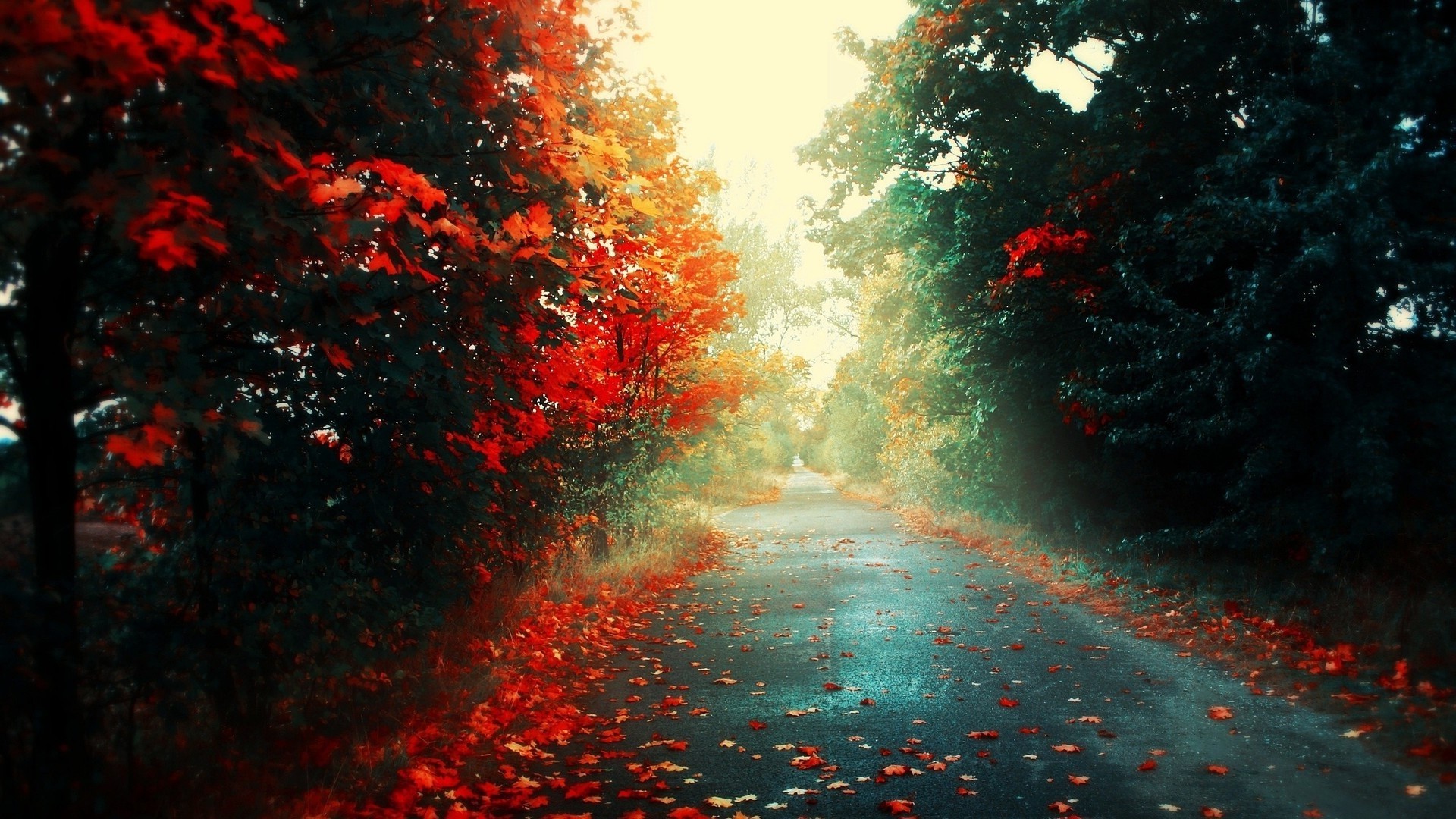 Road Through Red Forest Wallpaper