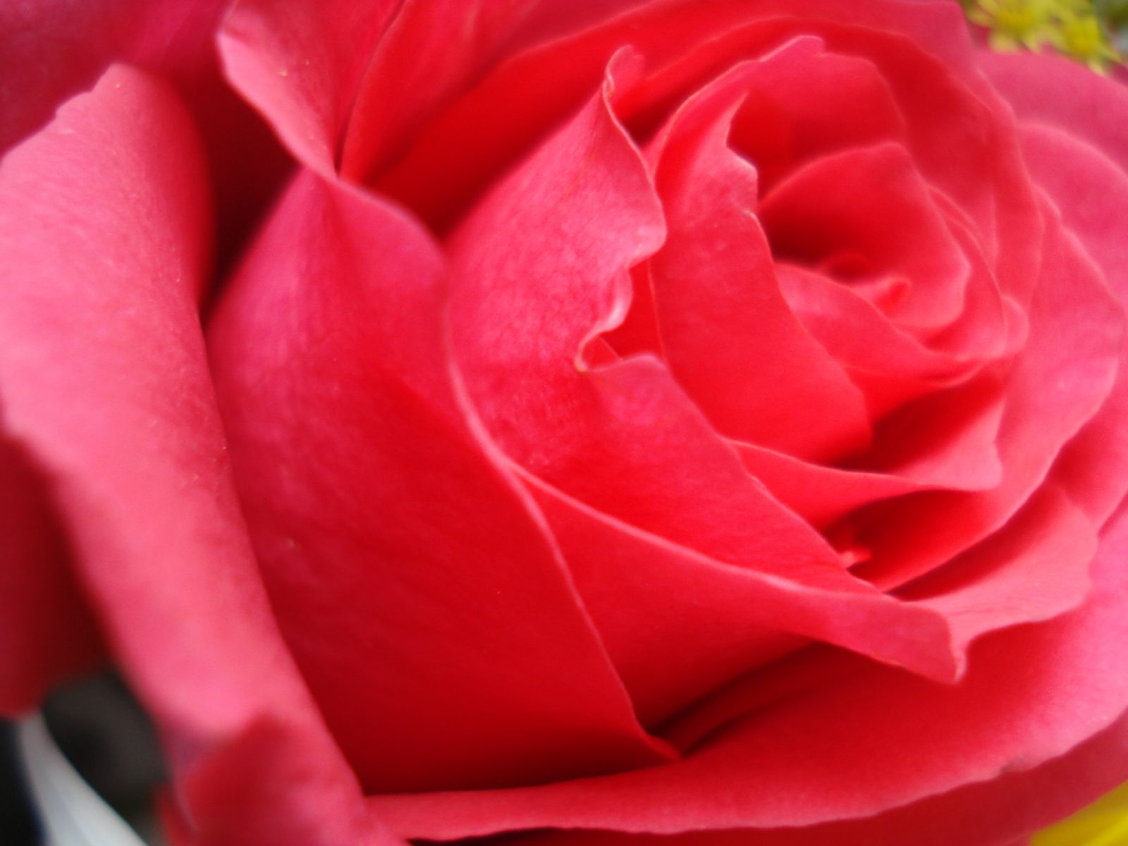 Desktop Inspiratoin Beautiful Rose Flower Wallpaper