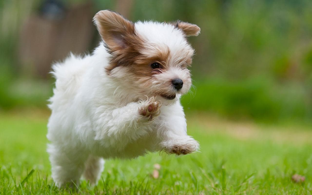 Reasons Why You Should Own A Puppy Wallpaper