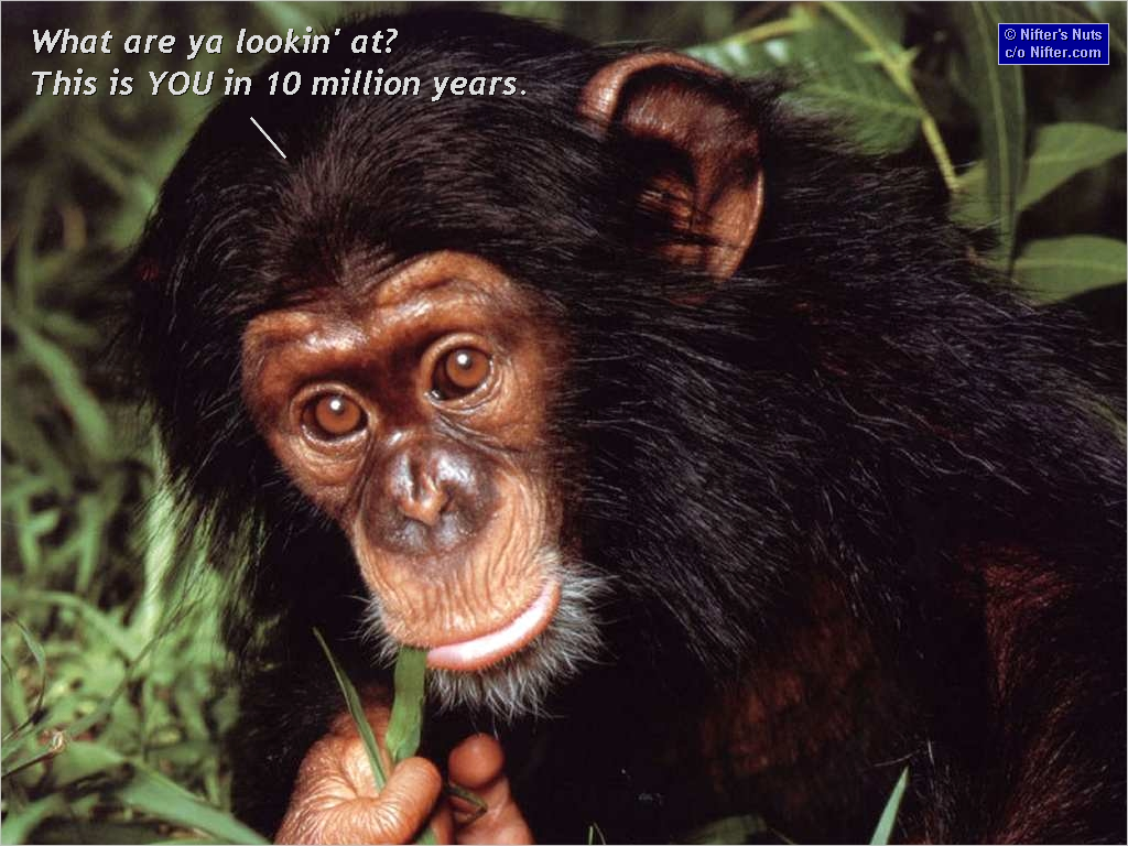 Funny Monkey Pictures With Captions High Definition Widescreen