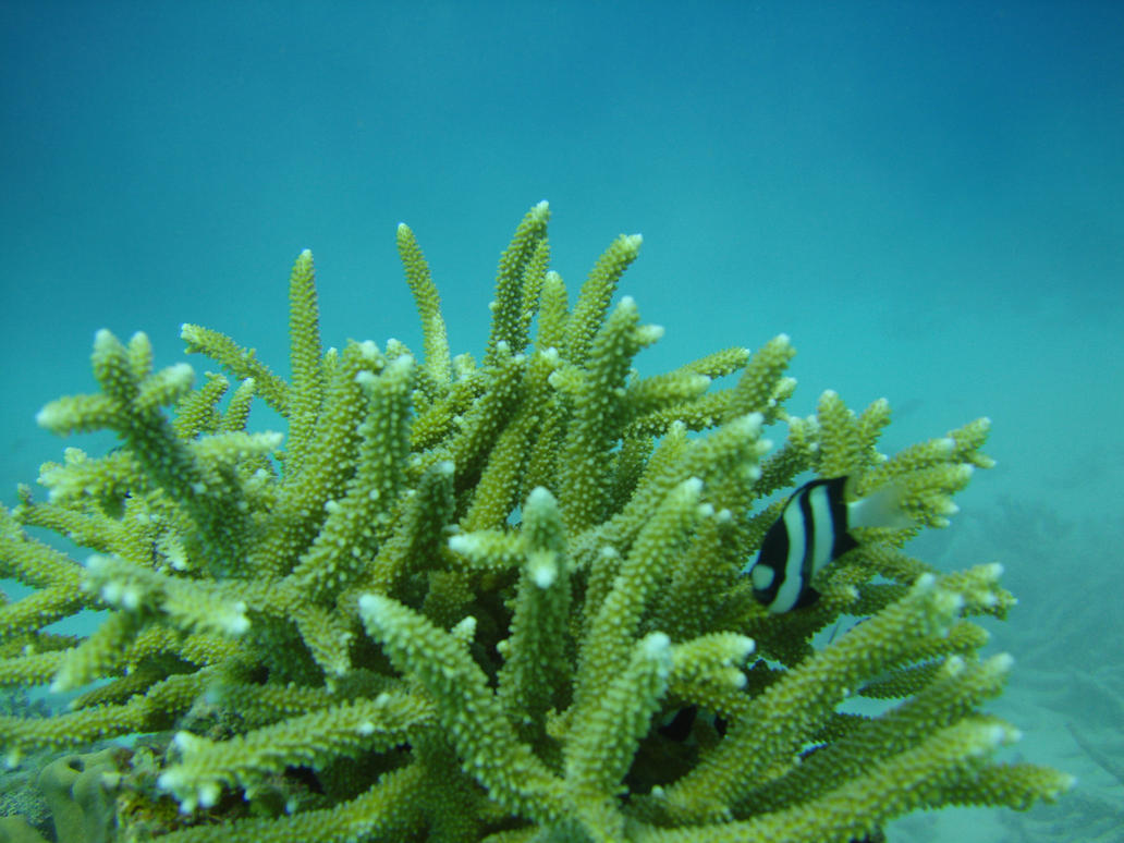 Staghorn Coral By Demonbirdmothballs Wallpaper