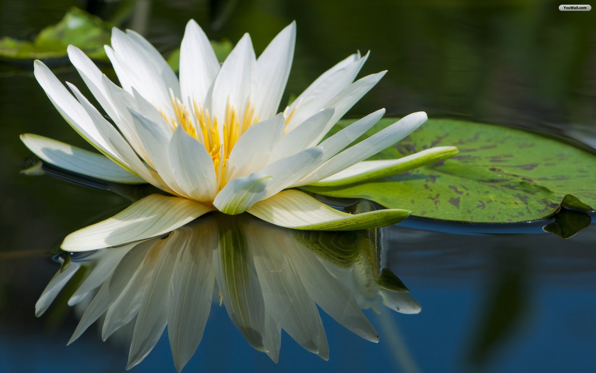 Youwall Water Lily Wallpaper