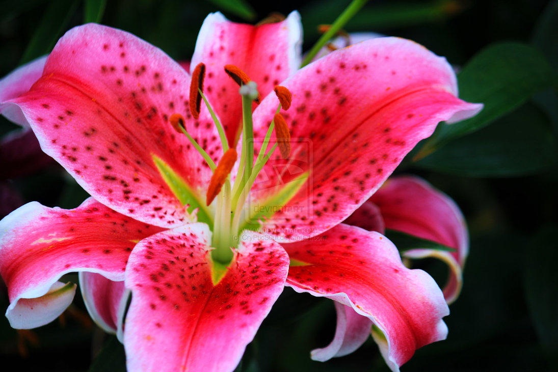 Pin Stargazer Lily Flower Background Unfollow