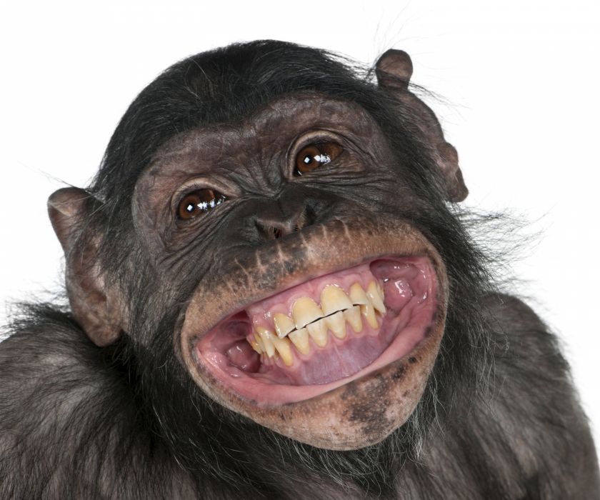 Monkey Snout Teeth Smile Animals wallpaper 6000x5000 892799